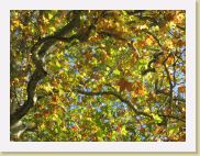 2005-10-28 13-59-49 DeYeuro 112,7mm 1_125_eme F5,6 * 2592 x 1944 * (3.66MB)